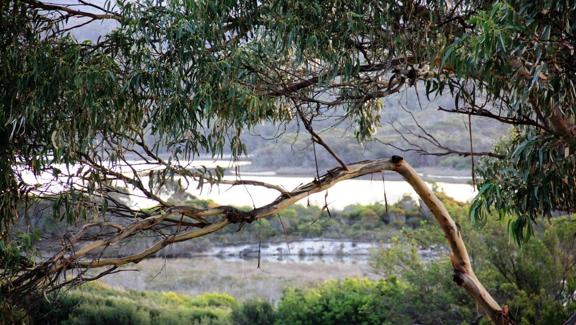 Kingfisher Cottage Beachfront At The Binalong Bay מראה חיצוני תמונה